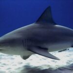 Quel est l'autre nom du requin ?