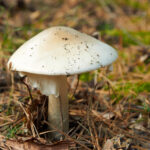 Quel est le champignon le plus dangereux du monde ?