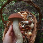 Quel est le champignon le plus goûteux ?