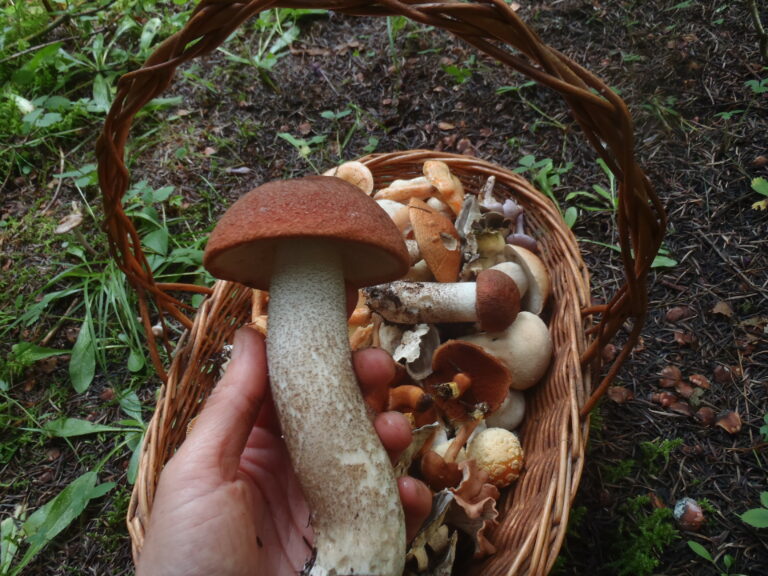 Quel est le champignon le plus goûteux ?