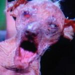 Quel est le dessert le plus bon du Monde ?