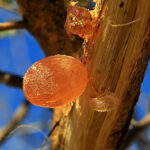 Quel est le fruit de l'acacia ?