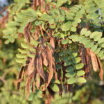 Quel est le fruit du robinier ?