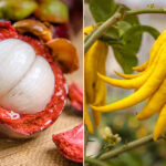 Quel est le fruit le plus connu au monde ?