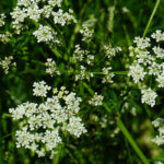 Quel est le goût du carvi ?