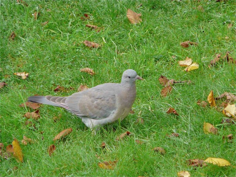Quel est le goût du pigeon ?