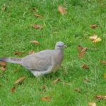 Quel est le goût du pigeon ?