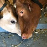 Quel est le lait le plus facile à digérer ?