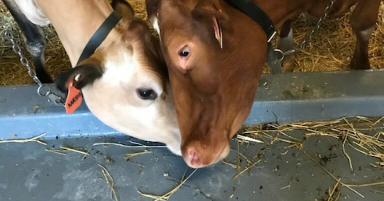 Quel est le lait le plus facile à digérer ?