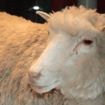 Quel est le mal de la brebis ?