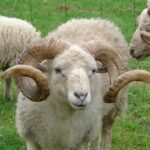 Quel est le masculin de mouton ?