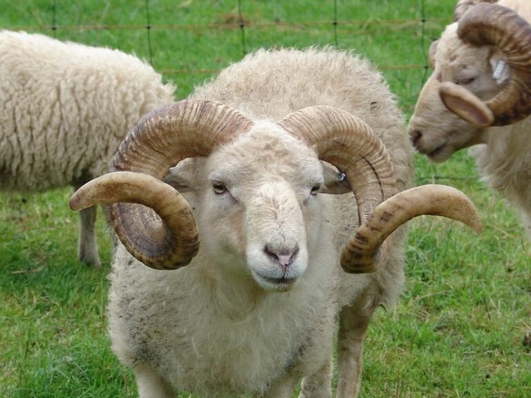 Quel est le masculin de mouton ?