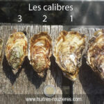 Quel est le meilleur calibre pour les huîtres ?