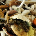 Quel est le meilleur champignon à manger ?