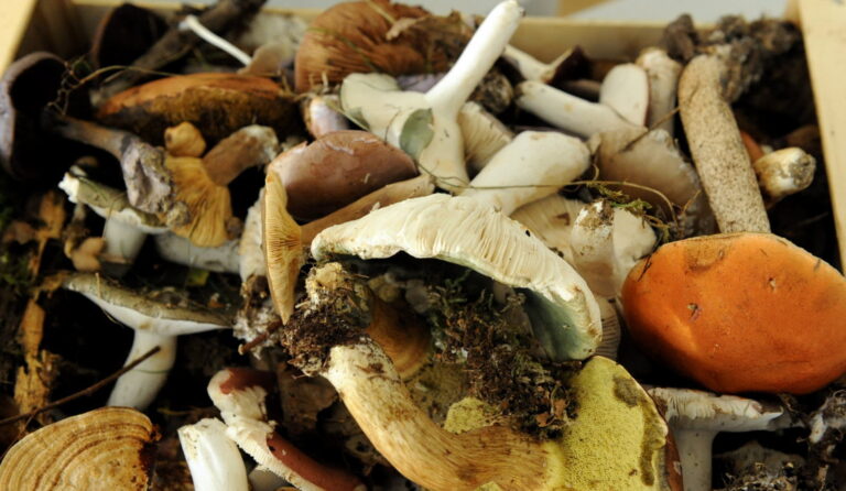 Quel est le meilleur champignon à manger ?