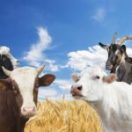 Quel est le meilleur lait brebis ou chèvre ?