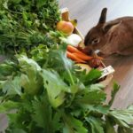 Quel est le meilleur légumes pour le lapin ?
