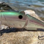 Quel est le meilleur poisson ?