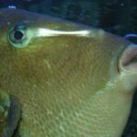 Quel est le meilleur poisson de Méditerranée ?