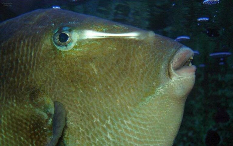Quel est le meilleur poisson de Méditerranée ? Quel est le meilleur poisson de Méditerranée ?