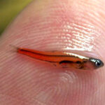 Quel est le meilleur poisson du monde ?