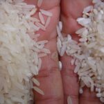 Quel est le meilleur riz du monde ?