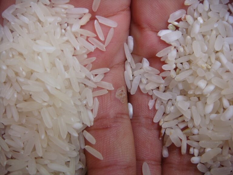 Quel est le meilleur riz du monde ?