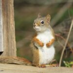 Quel est le nom de la femelle Ecureuil ?