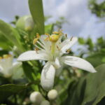 Quel est le nom de la fleur d'oranger ?