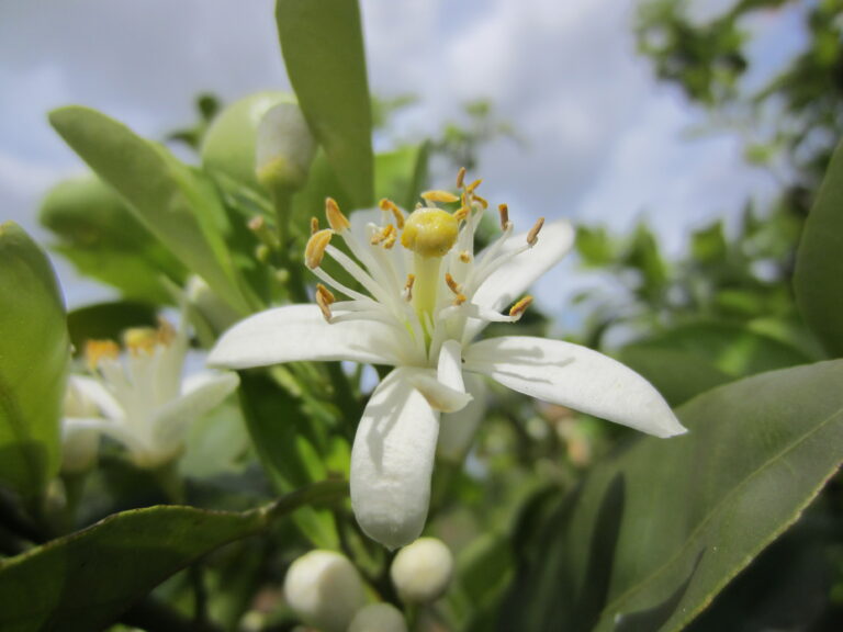 Quel est le nom de la fleur d'oranger ?