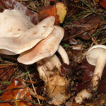 Quel est le nom des champignons blancs ?