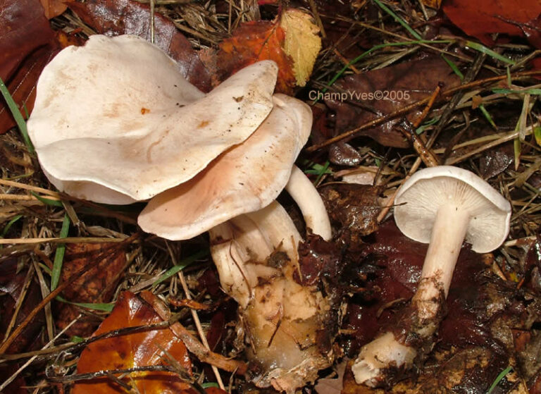 Quel est le nom des champignons blancs ?