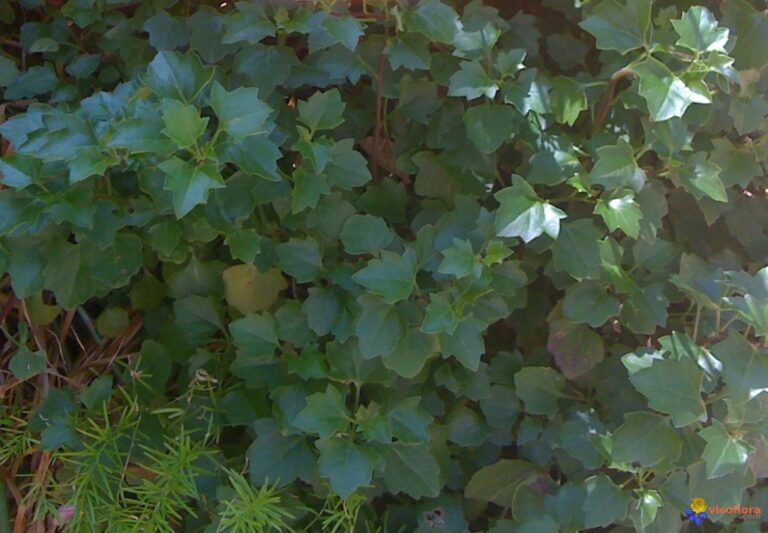 Quel est le nom des pâtes ?