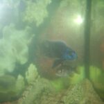 Quel est le nom des poissons ?