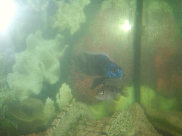 Quel est le nom des poissons ? Quel est le nom des poissons ?