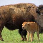 Quel est le nom du bébé bison ?