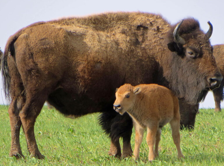 Quel est le nom du bébé bison ? Quel est le nom du bébé bison ?