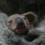 Quel est le nom du bébé koala ?
