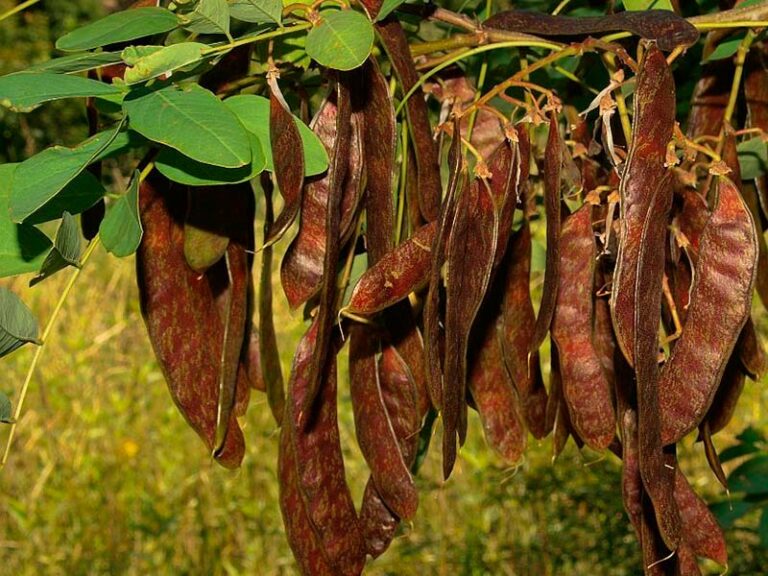 Quel est le nom du fruit du Robinier ?