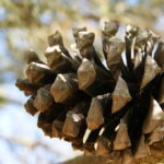 Quel est le nom du fruit du pin ?