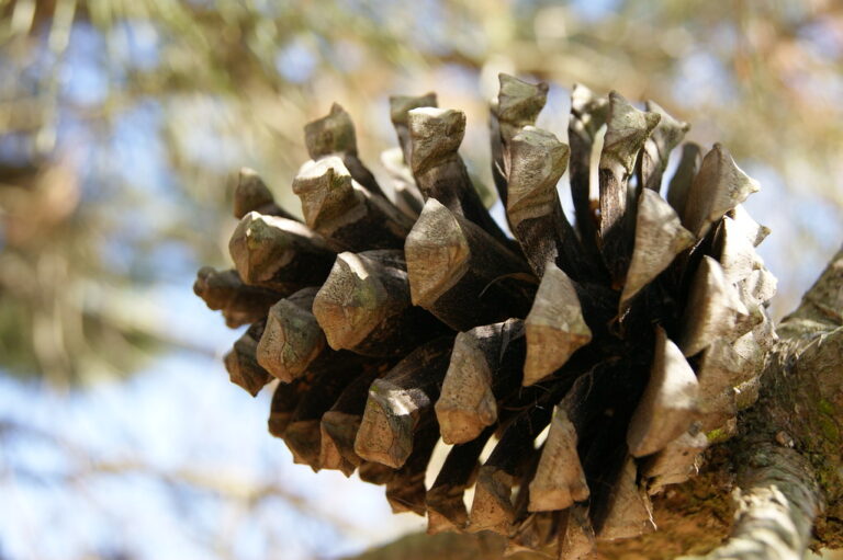 Quel est le nom du fruit du pin ? Quel est le nom du fruit du pin ?