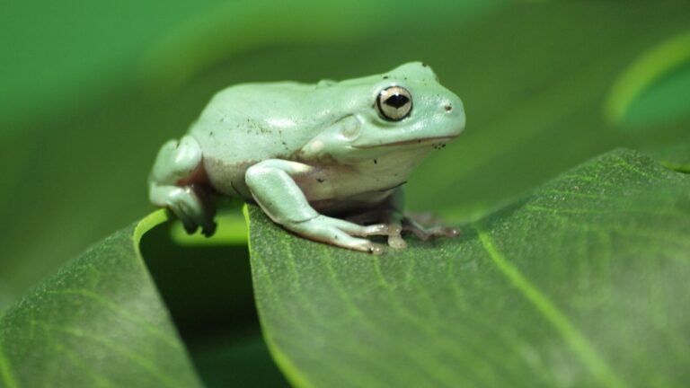 Quel est le nom du mâle de la grenouille ?