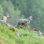 Quel est le nom du petit du lièvre ?