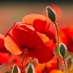 Quel est le nom scientifique ?