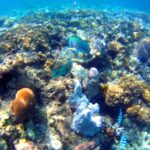 Quel est le pluriel de corail ?