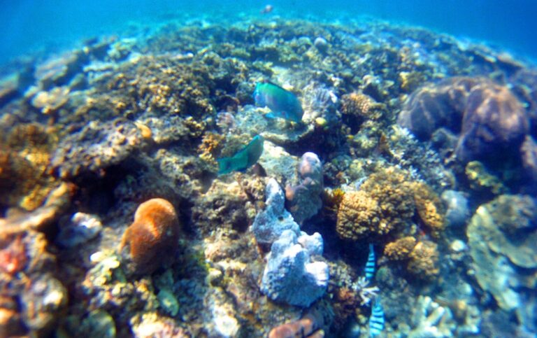 Quel est le pluriel de corail ?