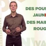 Quel est le pluriel de poitrail ?