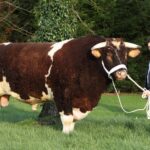 Quel est le plus gros bovin ?