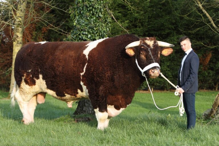 Quel est le plus gros bovin ?