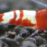 Quel est le plus gros calibre de crevette ?